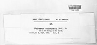 Polyporus sulphureus image